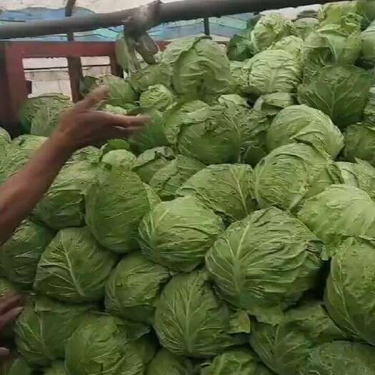 蔚县旱地高山黄心大白菜