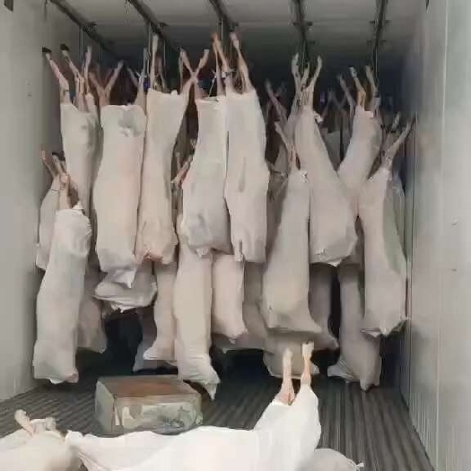 内蒙古白条