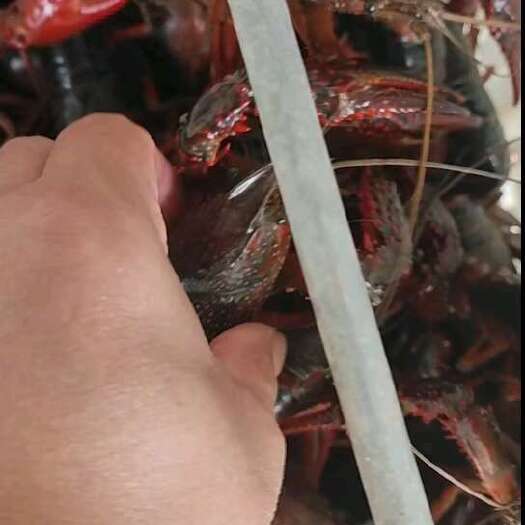 泰兴市小龙虾