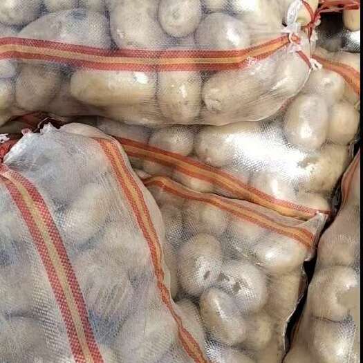 定边县黄心土豆