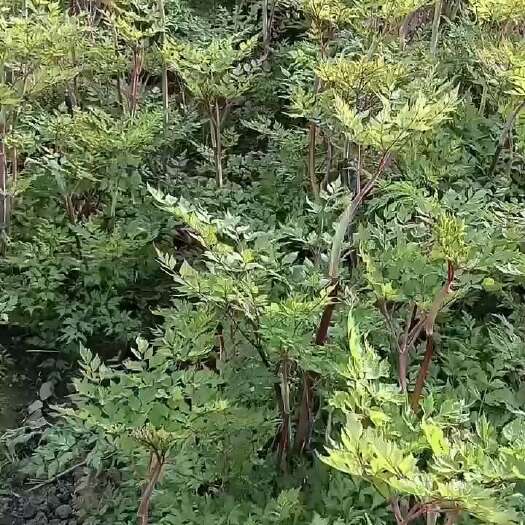 漳县当归籽产新，2025年育苗必备3年岷县当归毛药仔