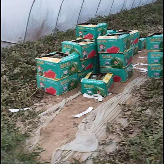 忻州美都二茬瓜