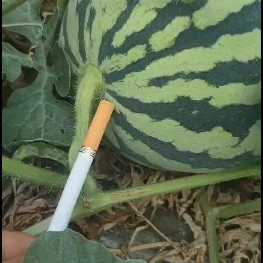 仙桃市美都西瓜