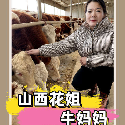 定襄县西门塔尔五六百斤三四代