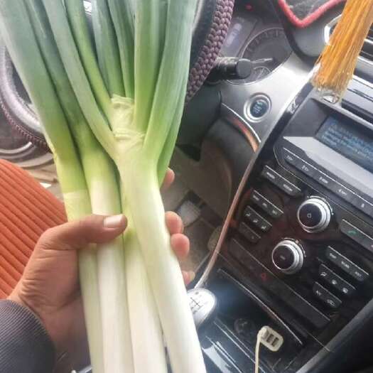 忻州铁杆大葱