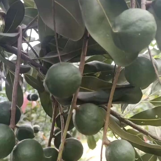 保山生鲜夏威夷坚果
