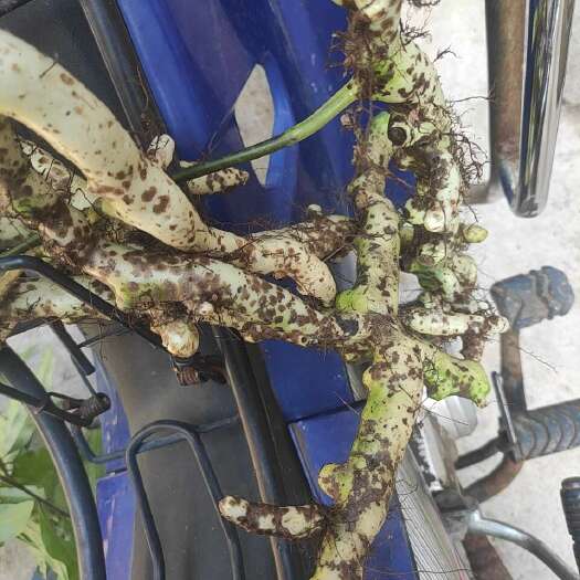 晴隆县接骨草
