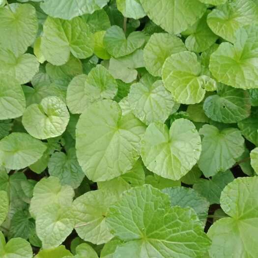 保山山葵种苗