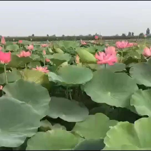 500