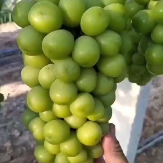 稷山县阳光玫瑰