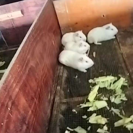 白豚鼠