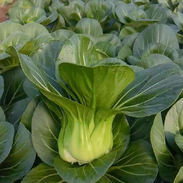 美冠青梗菜种子 耐热耐湿耐雨水 抗病 不拔节 头大束腰