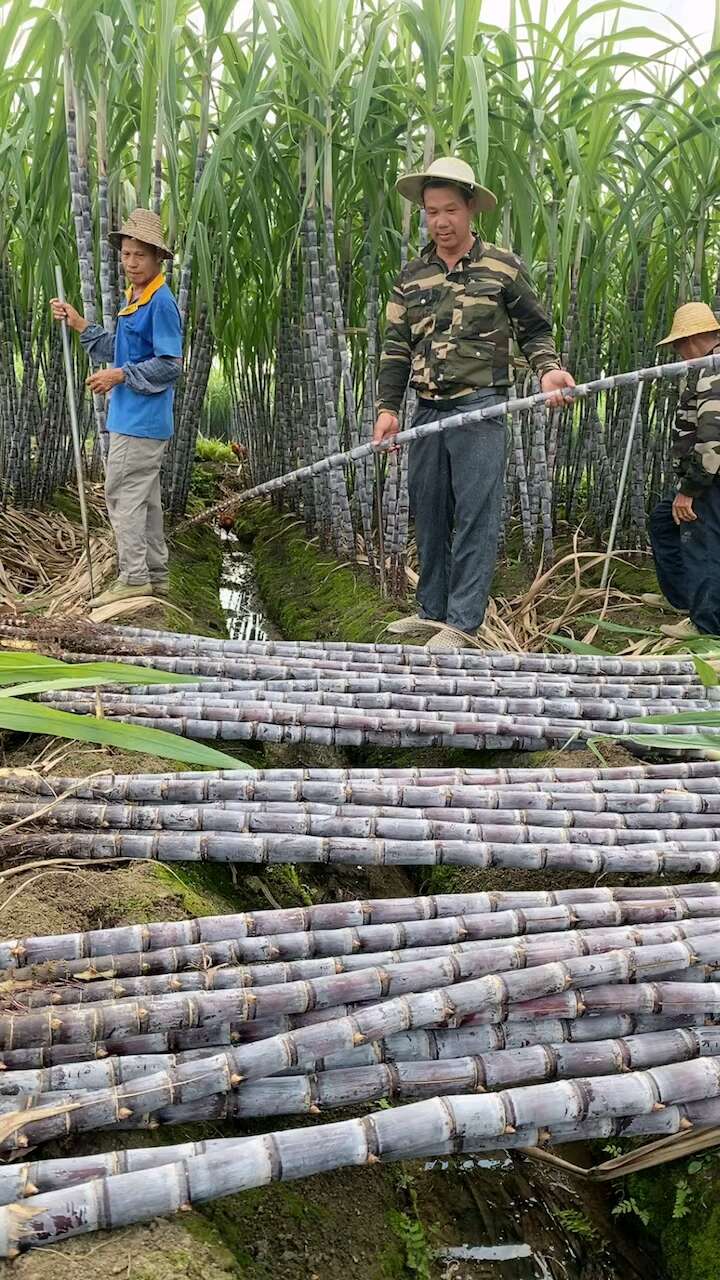 龙州县广西黑皮甘蔗
