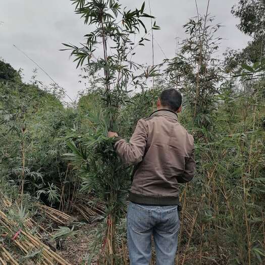 成都琴丝竹基地批发，琴丝竹袋苗和琴丝竹地苗，琴丝竹绿篱多
