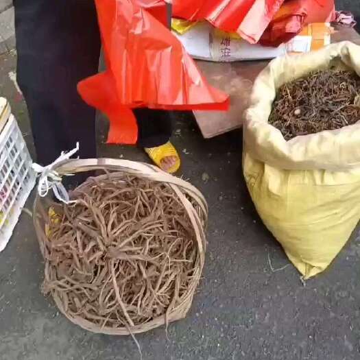 阳山县丹参