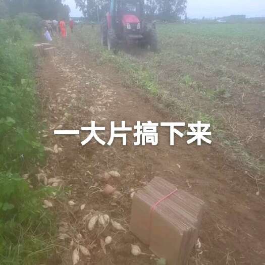 阳江贵族牛奶人参薯，又香又粉