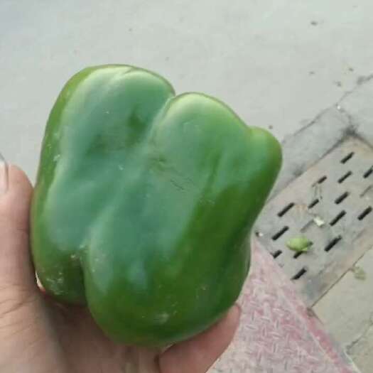 邯郸精品园椒