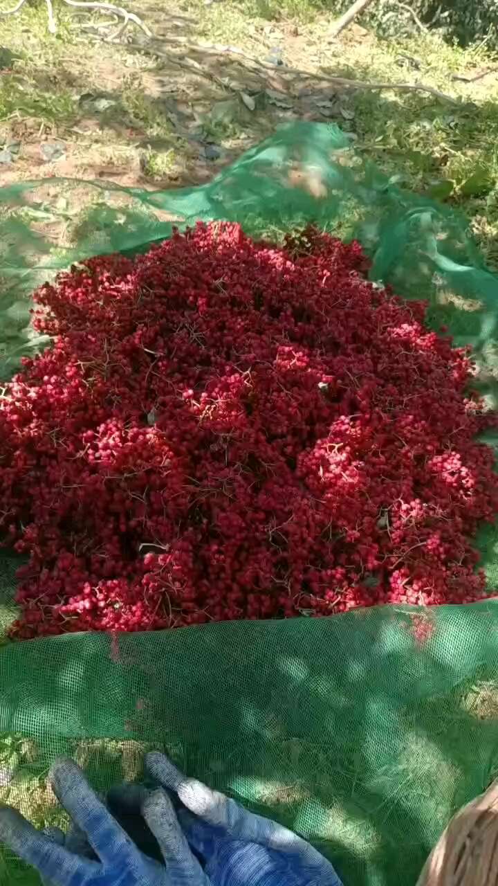 太行山大红袍花椒
