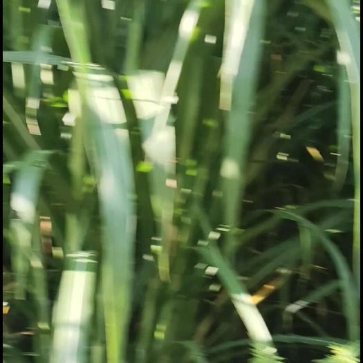 重庆市动物都爱吃的青储牧草，营养丰富，