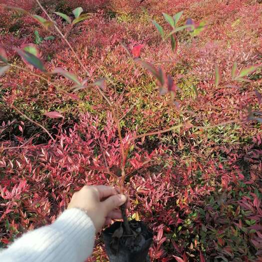 成都南天竹工绿化苗，南天竹批发基地，南天竹大杯小杯出售