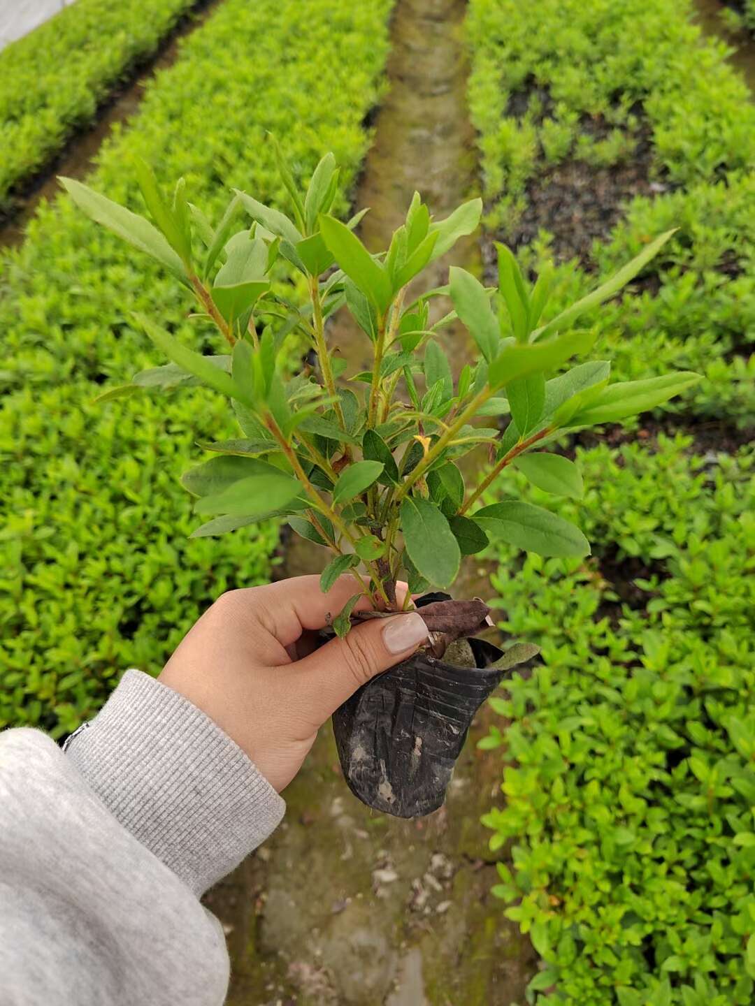 毛鹃批发基地，毛鹃工程苗，毛鹃种植苗圃，毛鹃地笼子，毛鹃杯苗