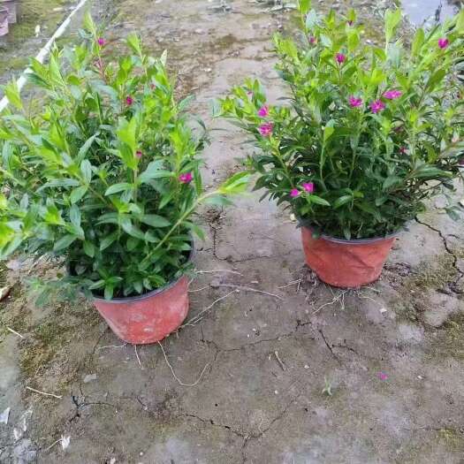 满天星基地批发，满天星大杯和满天星小杯，金叶满天星，红花满天