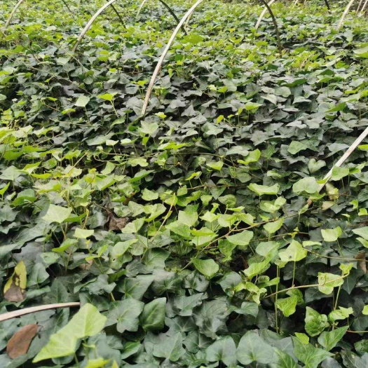 成都爬山虎批发，爬山虎基地，爬山虎绿化工程苗，常春藤基地批发