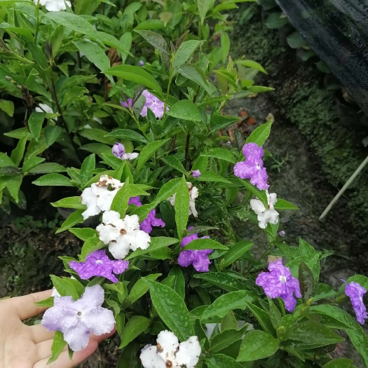 成都双色茉莉批发基地，12杯双色茉莉，16杯双色茉莉，双色茉莉球