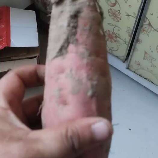 西瓜红预售