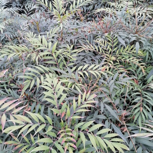 成都狭叶十大功劳批发基地，十大功劳大杯和十大功劳小杯，十大功劳苗