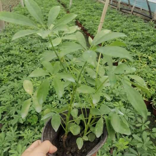 成都鸭脚木批发基地，16杯鸭脚木，和12杯鸭脚木还有花叶鸭脚木