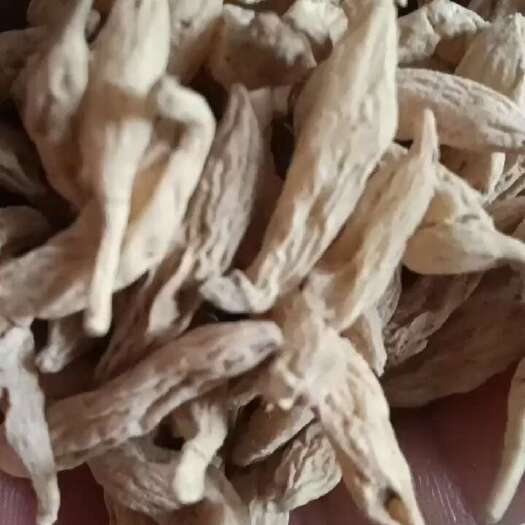 宜昌麦冬