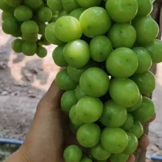 夏邑县阳光玫瑰金果园