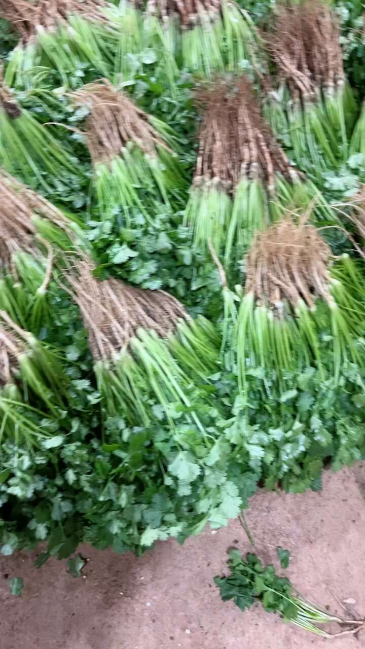云南香菜 香菜