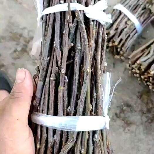 烟台金蝉卵枝