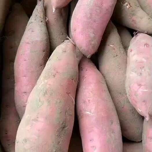 雄县烟薯