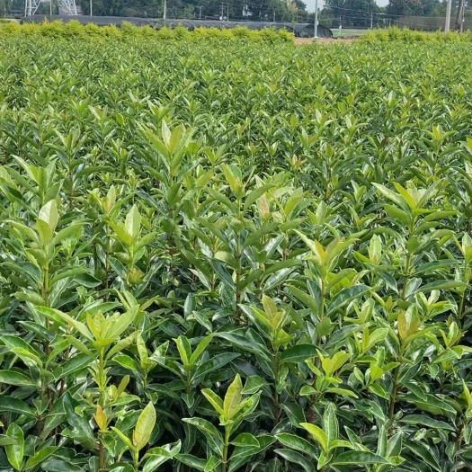 成都12杯法国冬青，16杯法国冬青18杯法国冬青20杯法国冬青