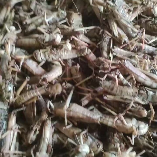 沧县东亚飞蝗 去翅纯母