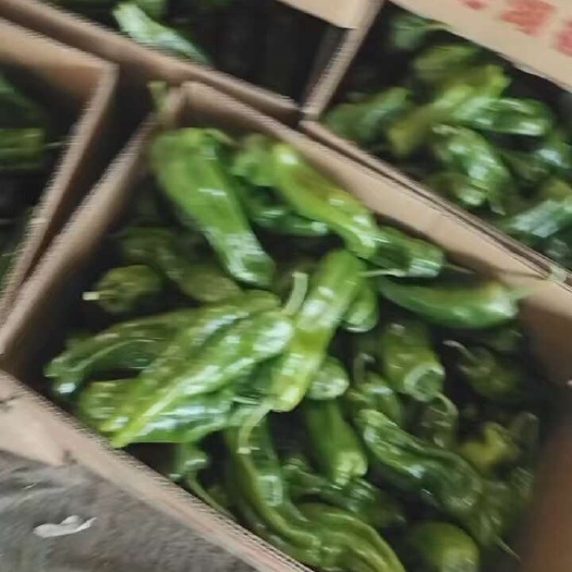 宁夏芜湖椒大量供应，欢迎各位朋友前来采购