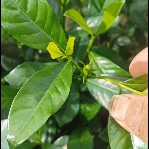 四川栀子花苗，玫瑰二栀子花苗