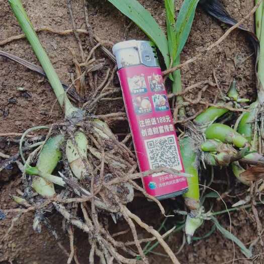 兴义市贵州兴义紫花白芨苗优质药材种苗批发