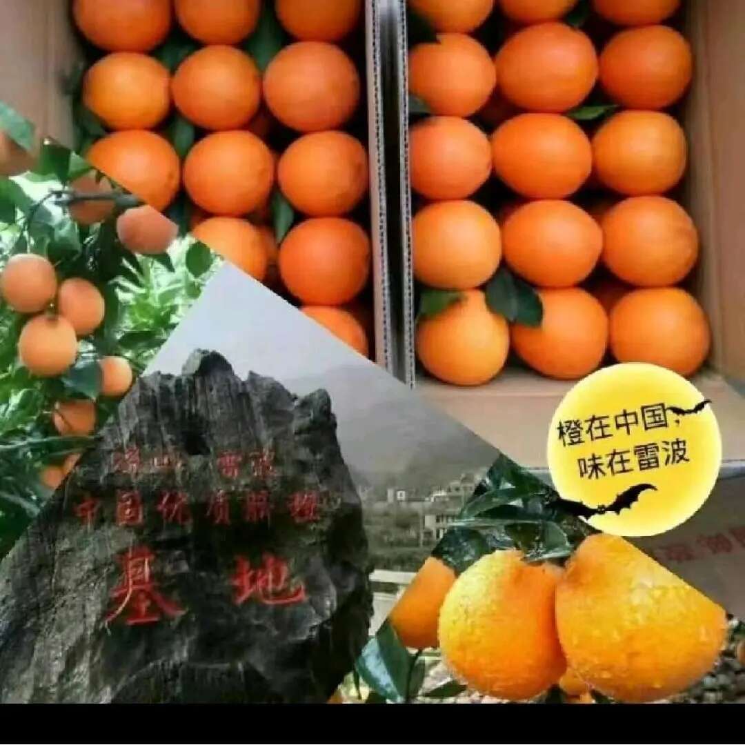 大涼山雷波黃桷堡優(yōu)質(zhì)臍橙基地