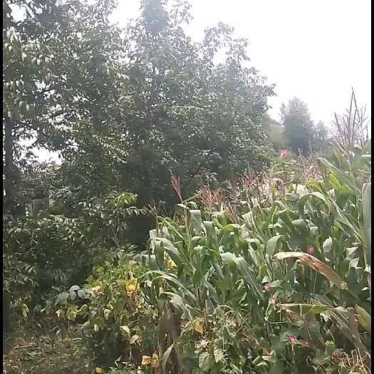 赫章县原生核桃