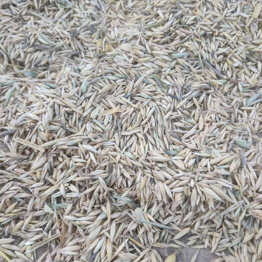 通渭县新产燕麦，颗粒饱满！