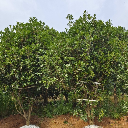 南京桂花 冠幅P200-P400 低分枝桂花