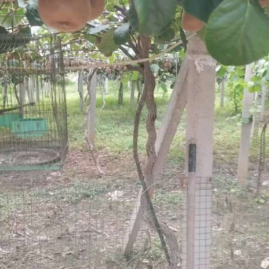 安丘市碧玉猕猴桃，个头足，甜分高