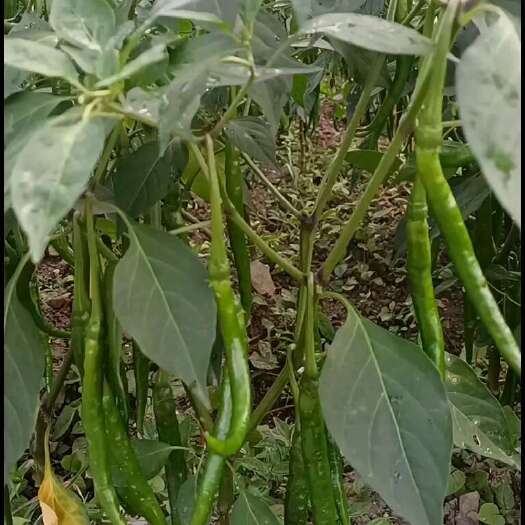镇雄县二荆条