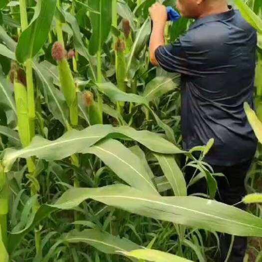 临猗县青储玉米