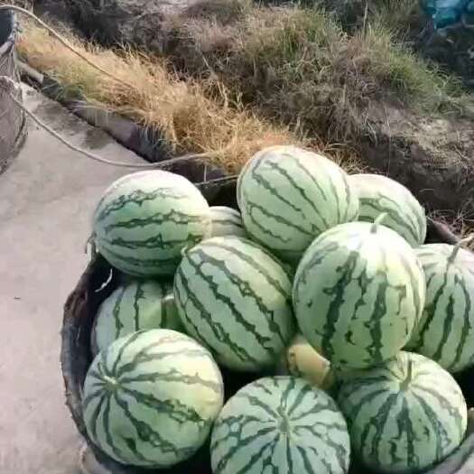 衢州美都西瓜（头茬瓜7一14斤)
