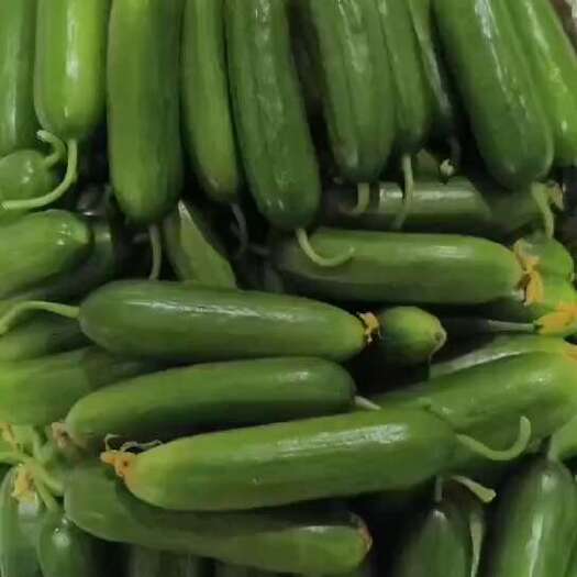 菏泽精品水果黄瓜种植基地，大量供应，